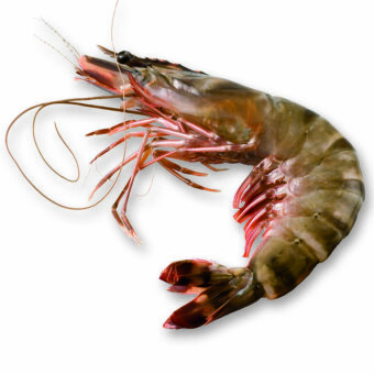 Frozen VIETNAMESE BLACK TIGER HEAD ON PRAWNS_La Jonk-Freshpack