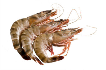 Frozen HEAD ON WILD PINK PRAWNS-Freshpack