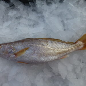 Frozen Tigertooth croaker from Madagascar