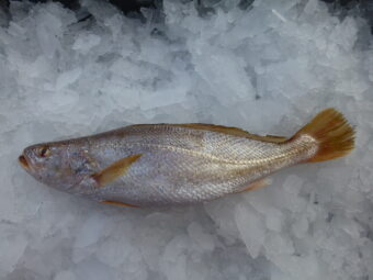 Frozen Tigertooth croaker from Madagascar