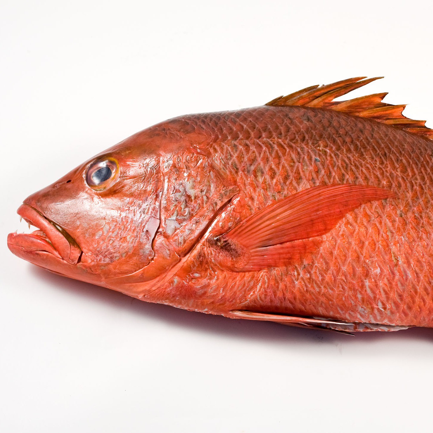 Poissons exotiques surgelés - Freshpack