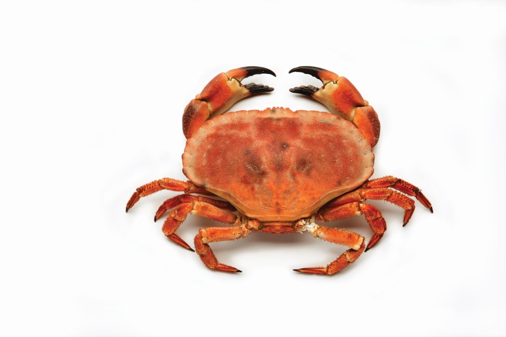 Краб Турто. Crab-001. Tourteau.