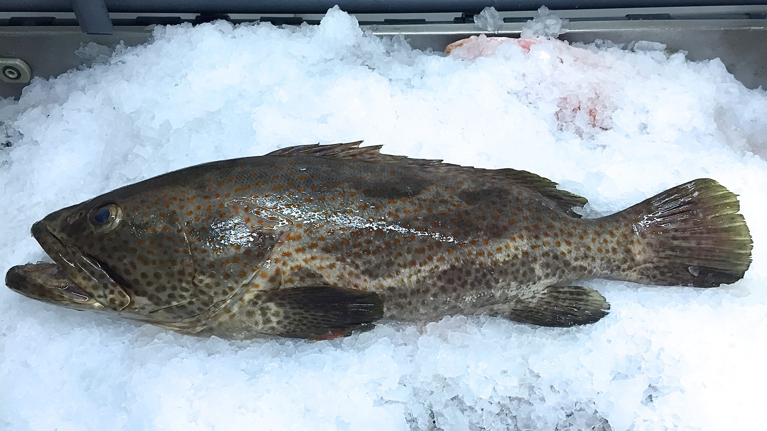 Frozen Orangespotted grouper from Madagascar Freshpack
