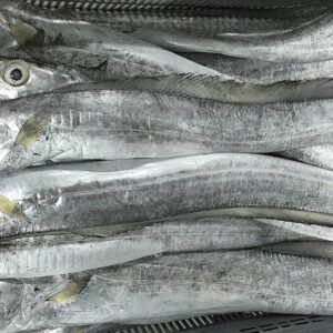 Frozen ribbon fish from Madagascar-FRESHPACK