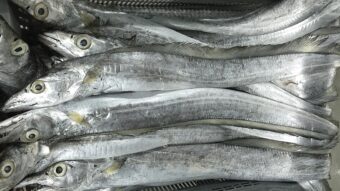 Frozen ribbon fish from Madagascar-FRESHPACK