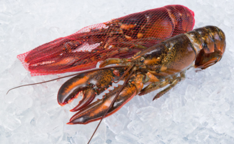 Raw lobster whole netted