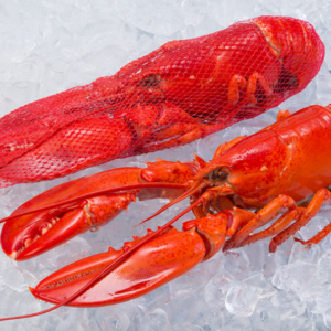 Cooked Lobster Whole Netted