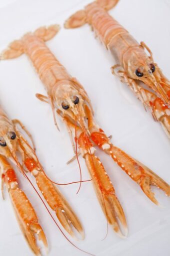 Langoustine MSC surgelée | Freshpack