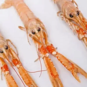 Langoustine MSC surgelée|Freshpack
