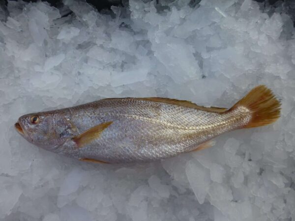 Frozen Tigertooth croaker from Madagascar - Freshpack