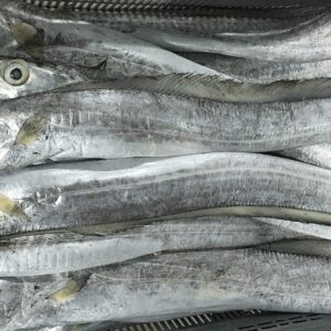 Frozen ribbon fish from Madagascar-FRESHPACK