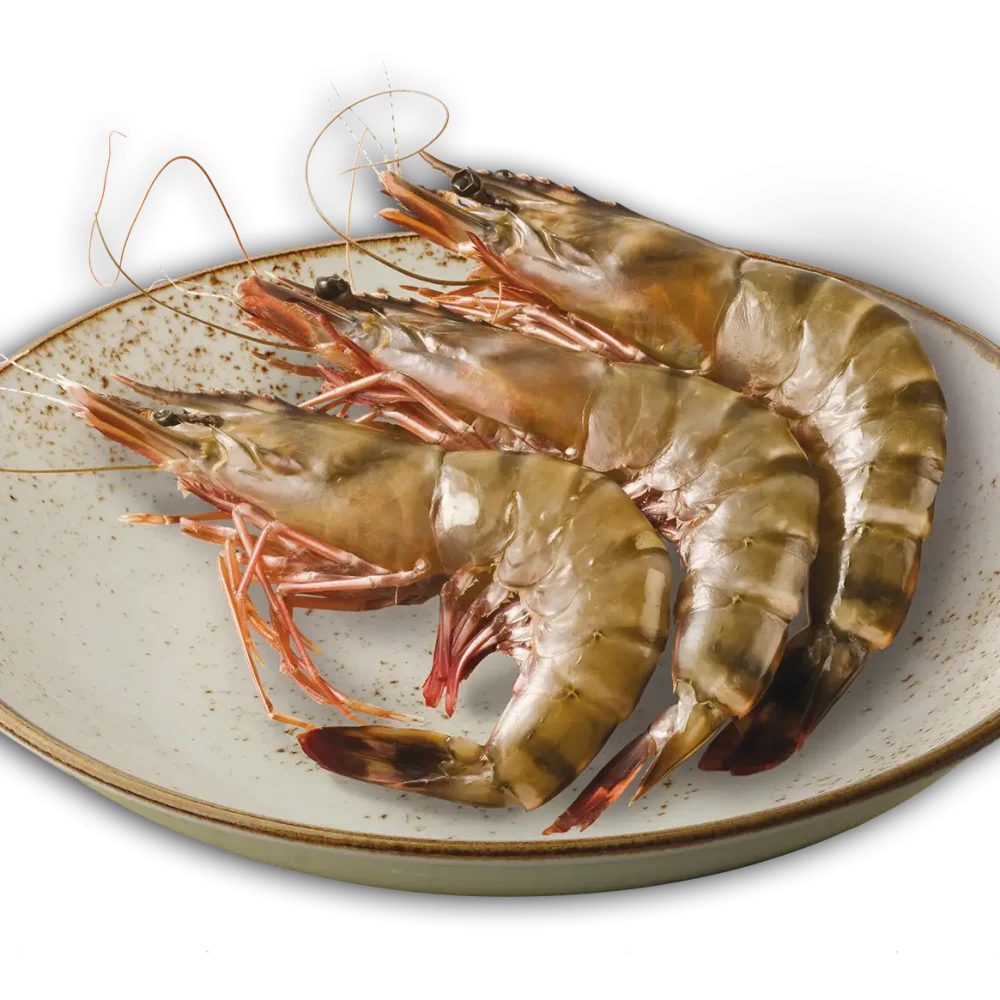 Crevettes Madagascar-2